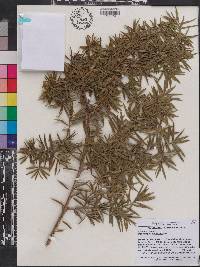 Podocarpus angustifolius image