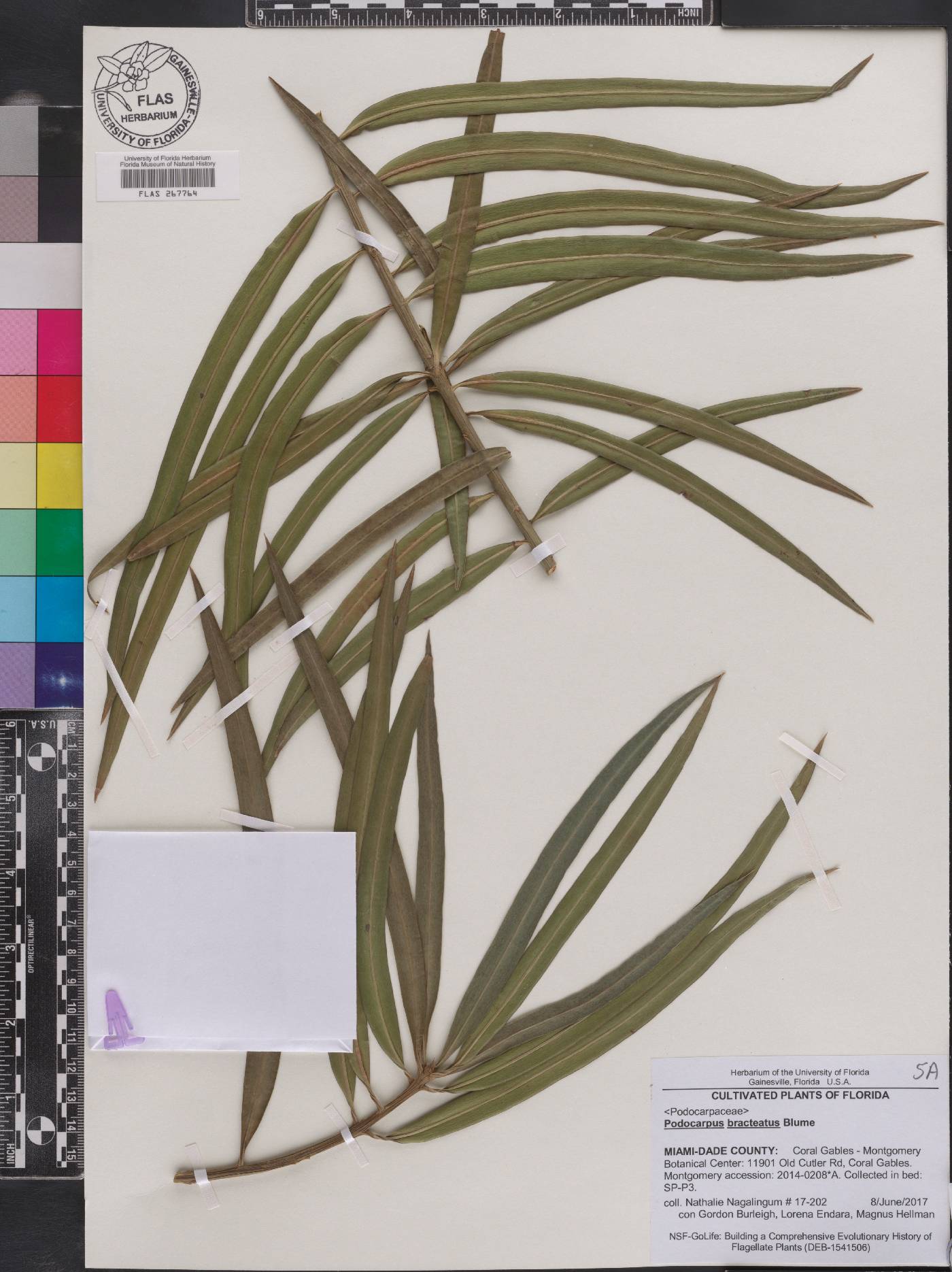 Podocarpus bracteatus image