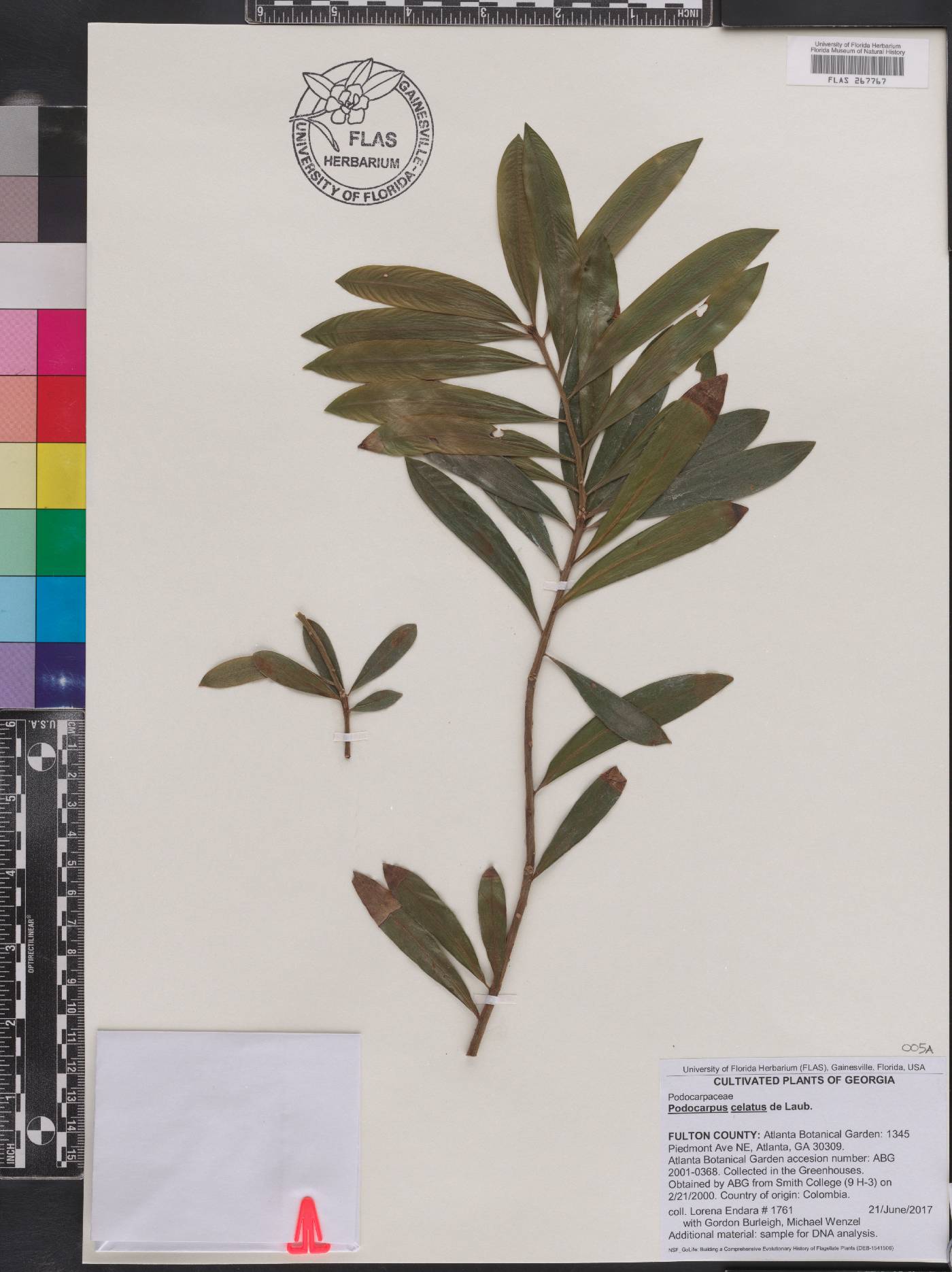 Podocarpus celatus image