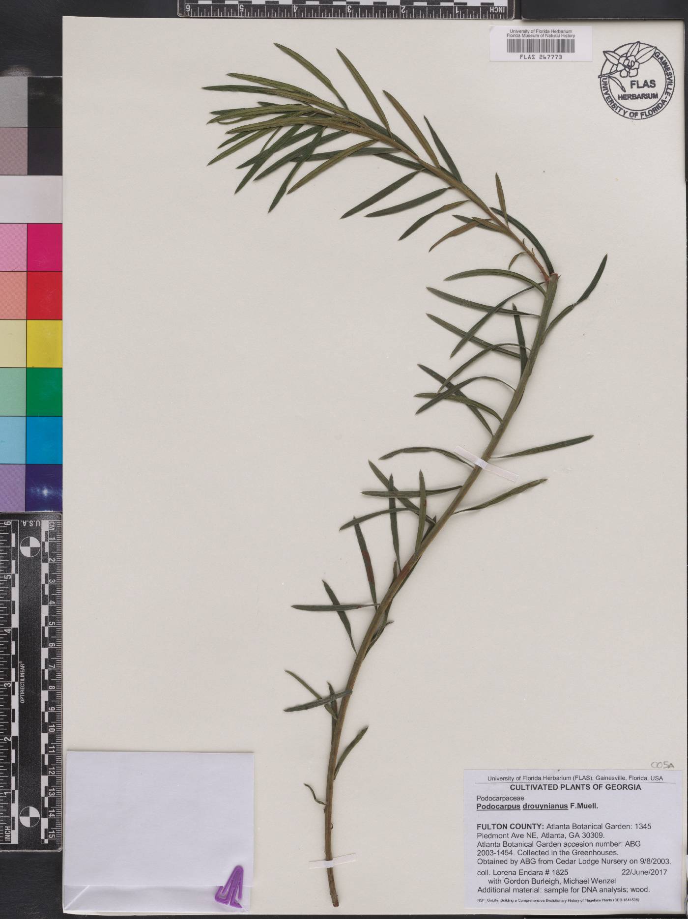 Podocarpus drouynianus image