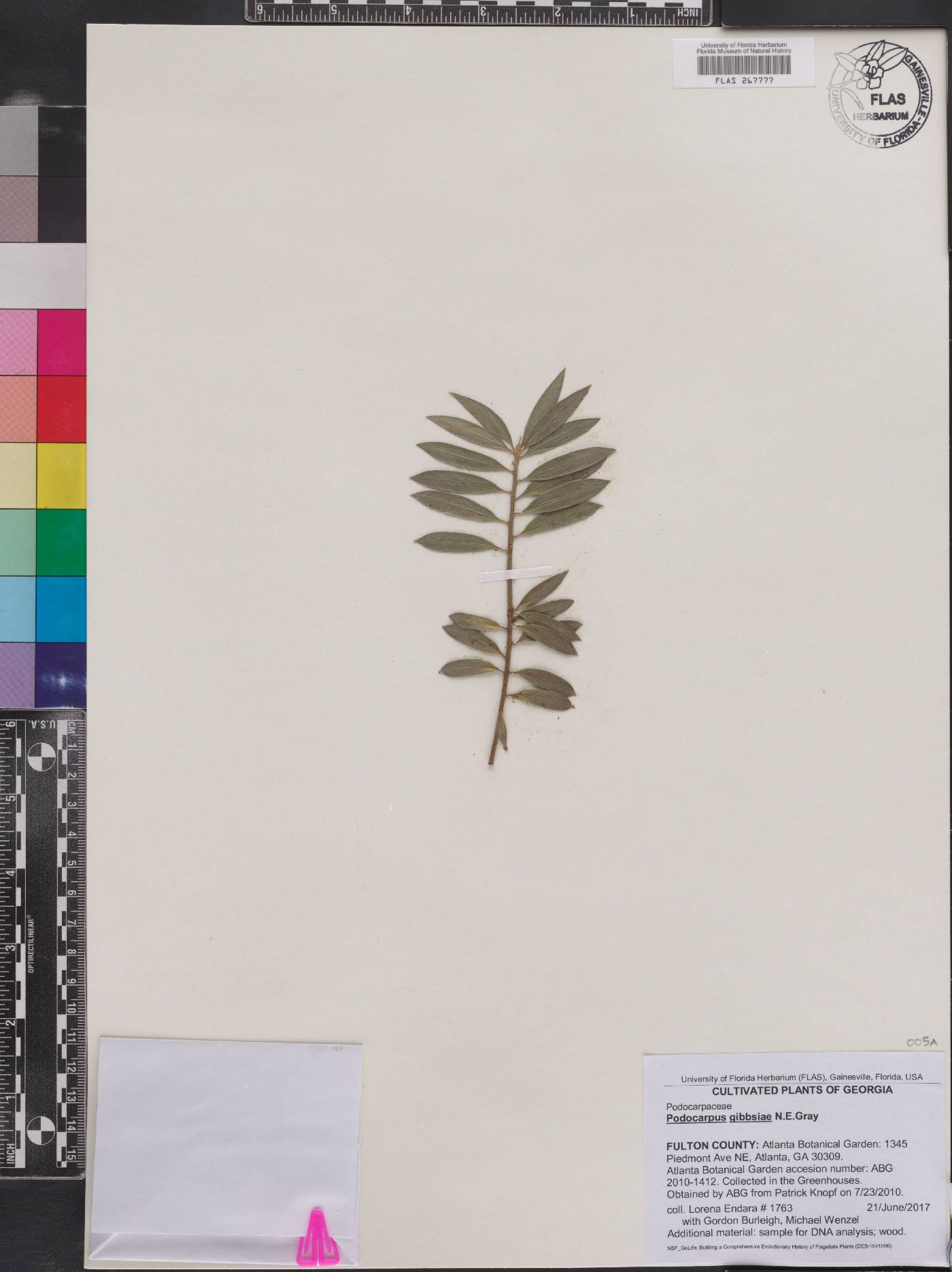 Podocarpus gibbsiae image