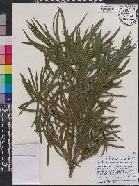 Podocarpus henkelii image