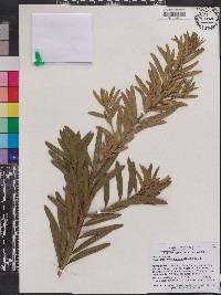 Podocarpus macrophyllus image