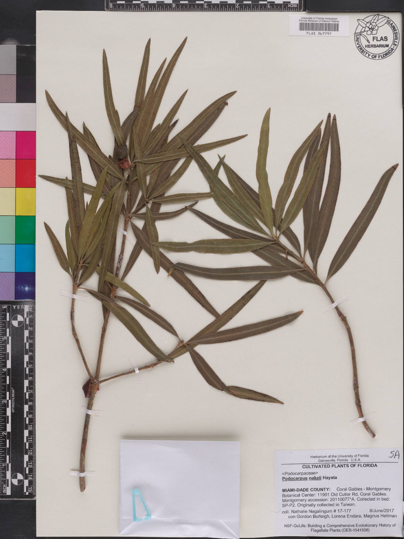 Podocarpus nakaii image