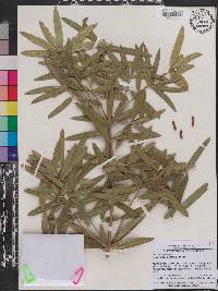 Podocarpus neriifolius image