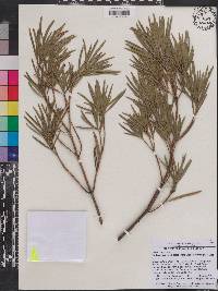 Image of Podocarpus novae-caledoniae