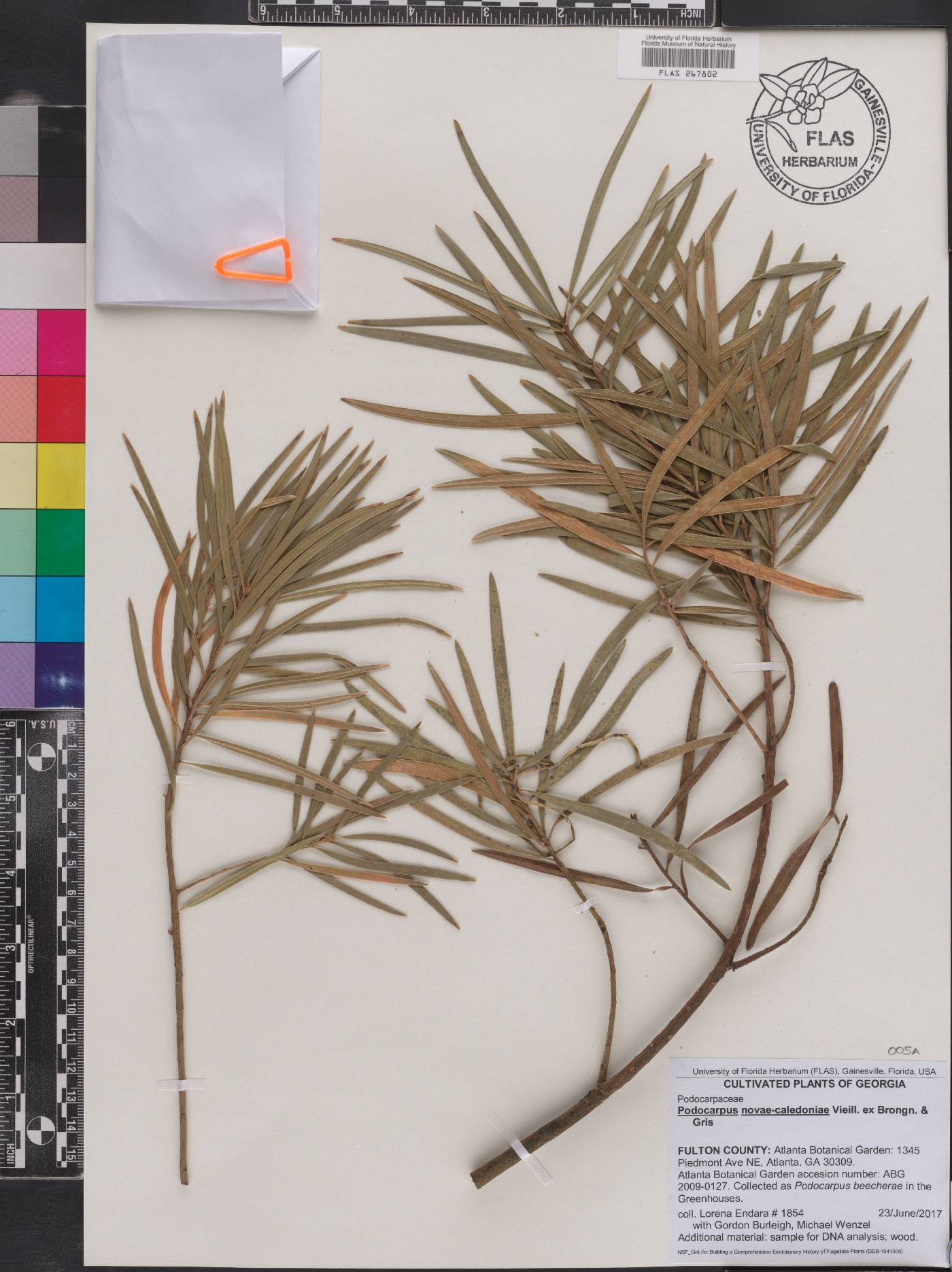 Podocarpus novae-caledoniae image