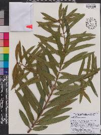 Podocarpus oleifolius image
