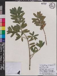 Image of Podocarpus ramosii