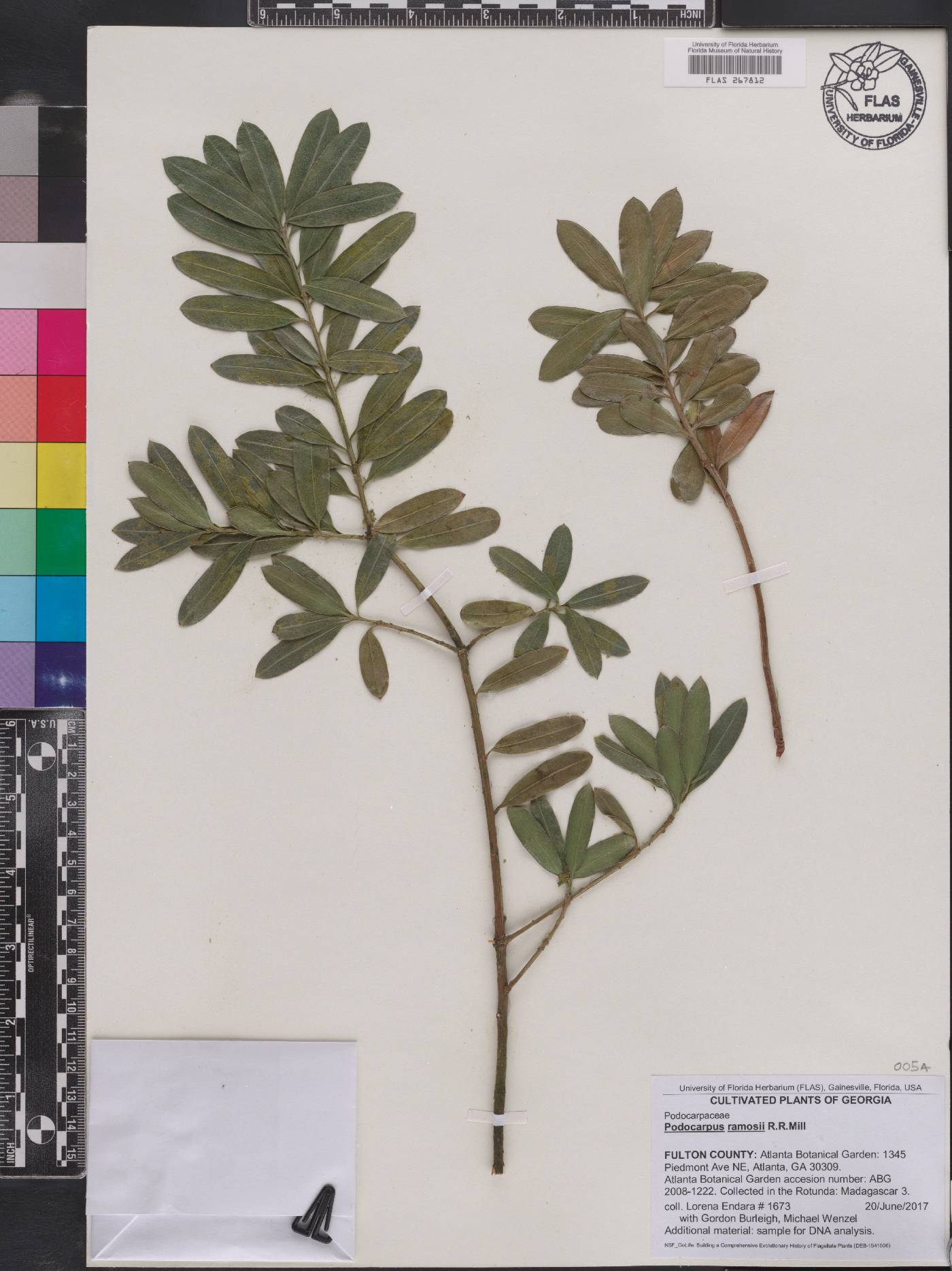 Podocarpus ramosii image