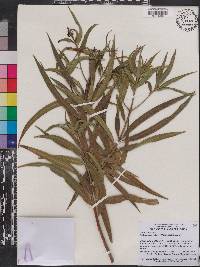 Image of Podocarpus ridleyi