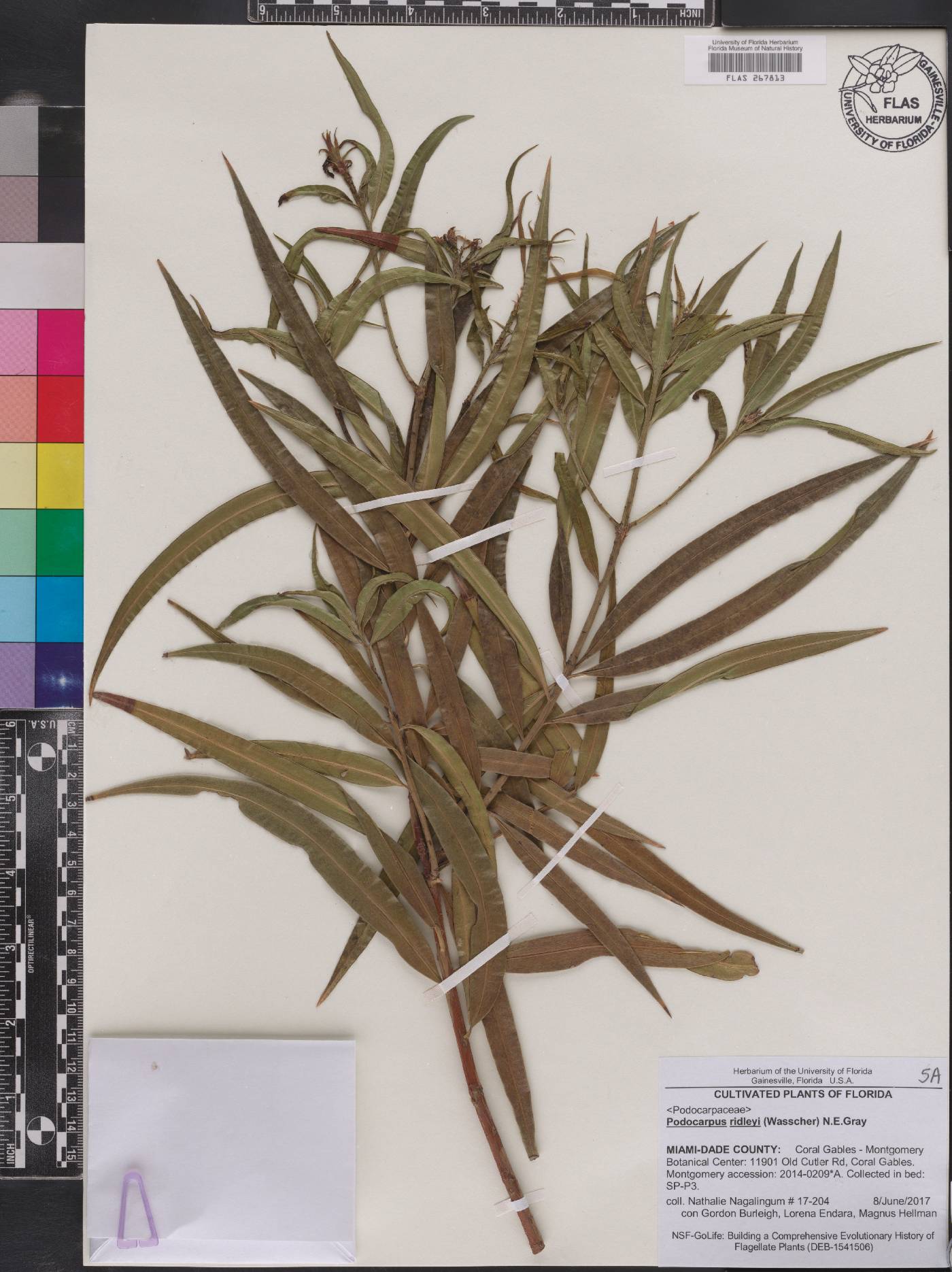 Podocarpus ridleyi image