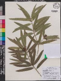 Image of Podocarpus subtropicalis