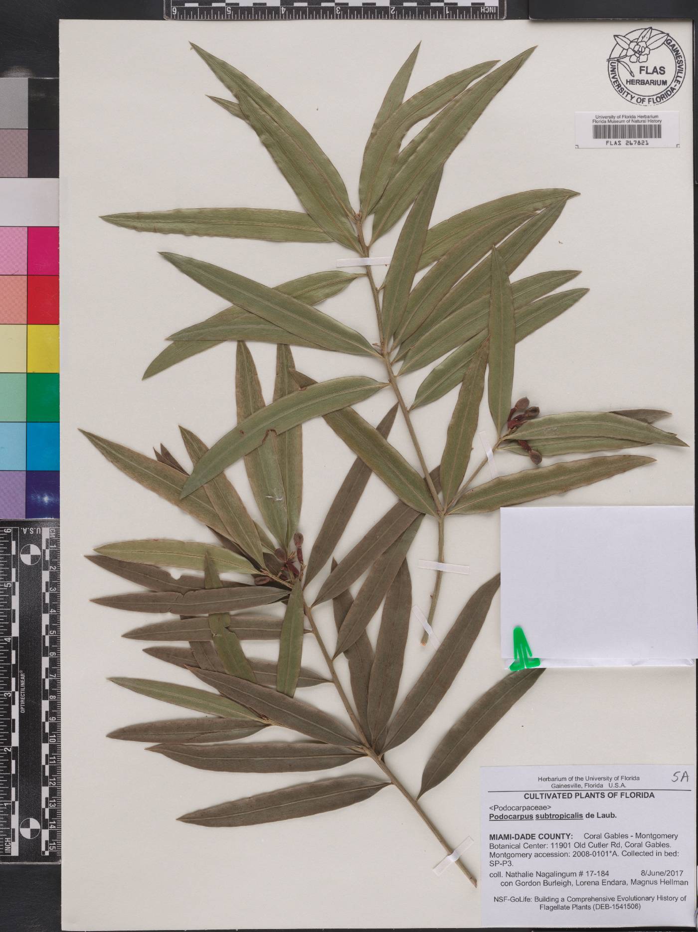 Podocarpus subtropicalis image
