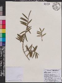 Keteleeria davidiana image