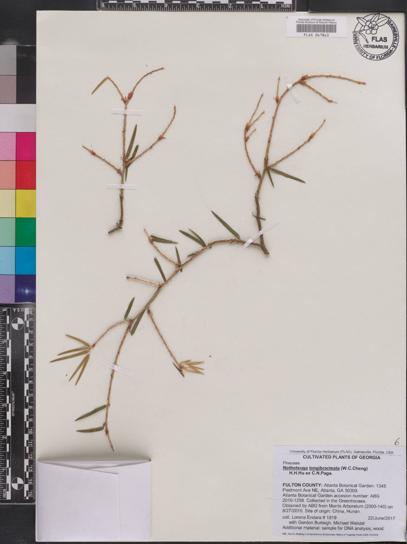 Nothotsuga longibracteata image