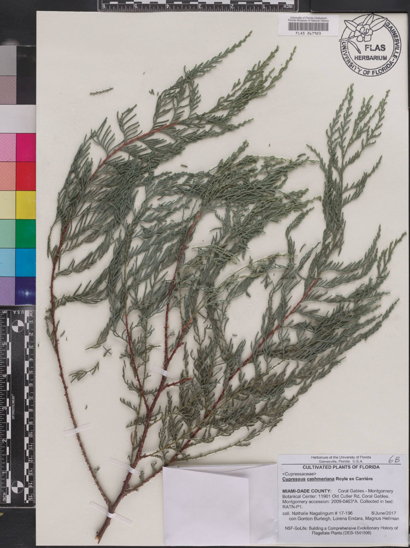 Cupressus cashmeriana image