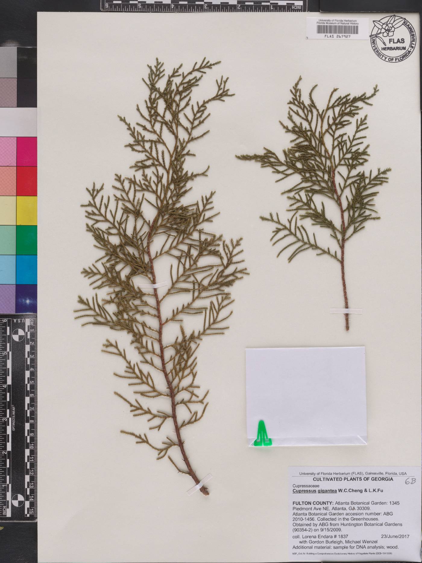 Cupressus gigantea image