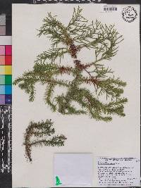 Cupressus torulosa image