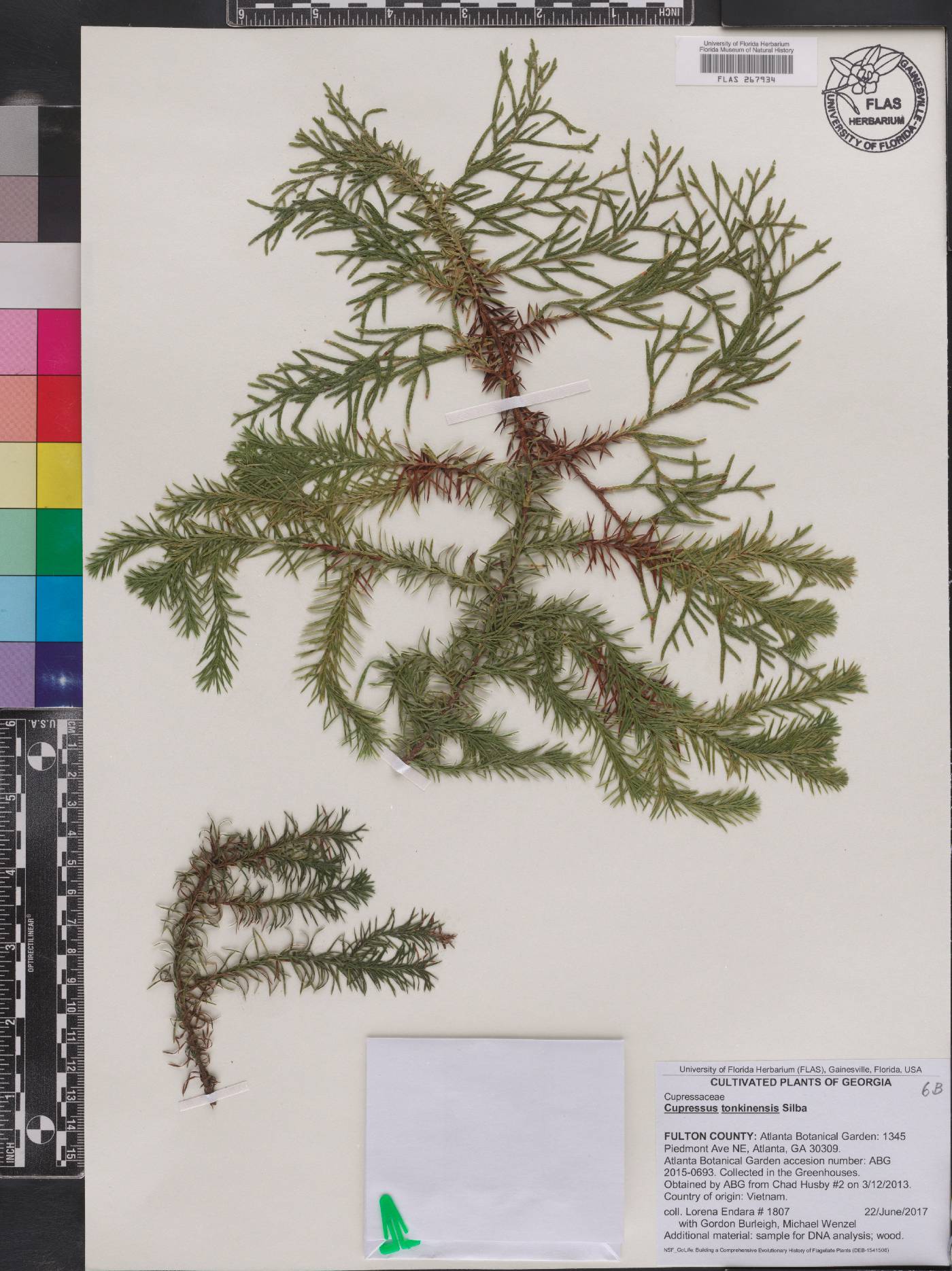 Cupressus torulosa var. torulosa image