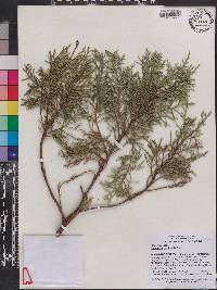 Cupressus torulosa image