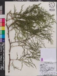 Cupressus torulosa image