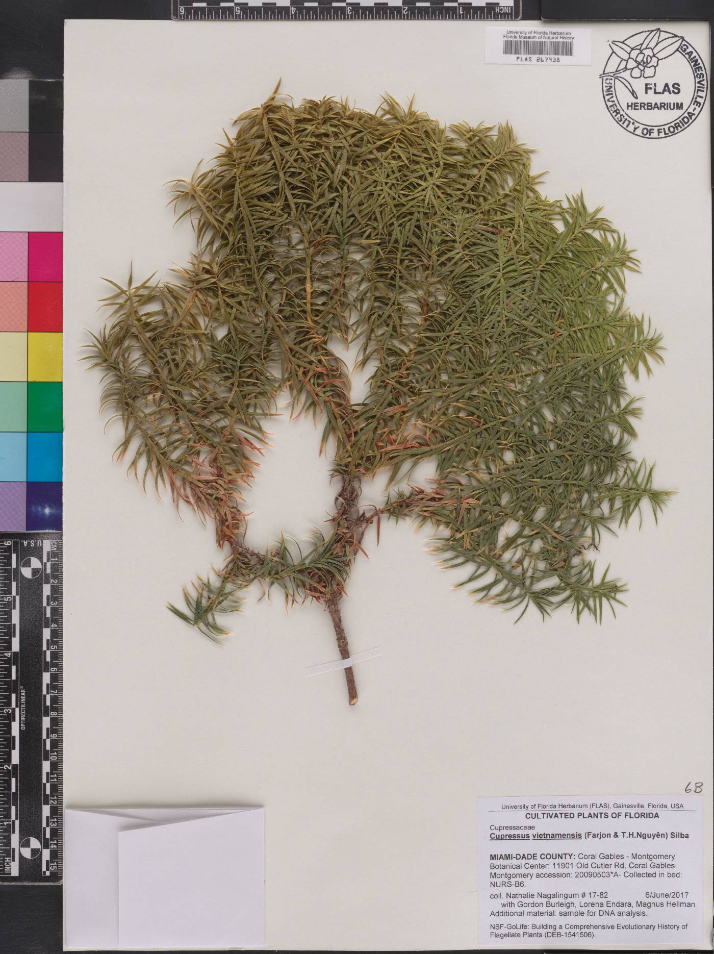 Cupressus vietnamensis image