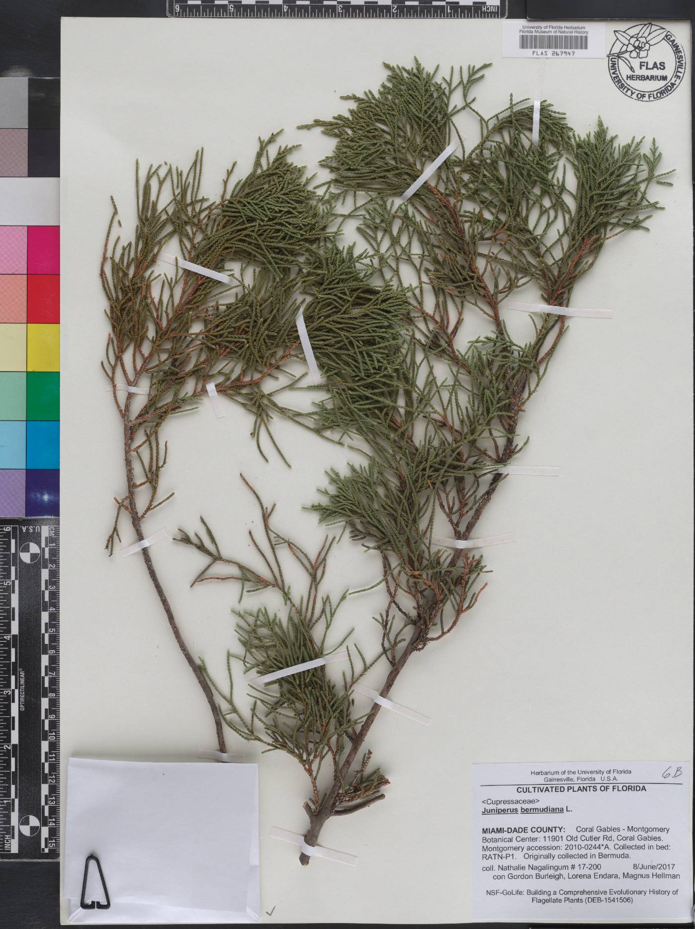 Juniperus bermudiana image