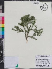 Juniperus bermudiana image
