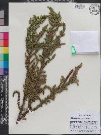 Juniperus brevifolia image