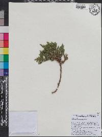 Juniperus foetidissima image