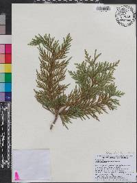 Thuja standishii image