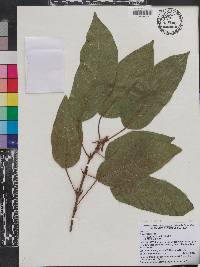 Ficus racemosa image