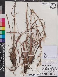 Andropogon virginicus var. glaucus image