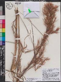 Andropogon glomeratus var. glaucopsis image