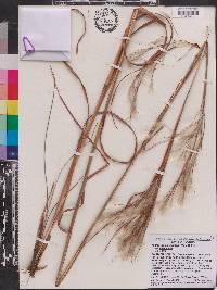 Andropogon glomeratus image