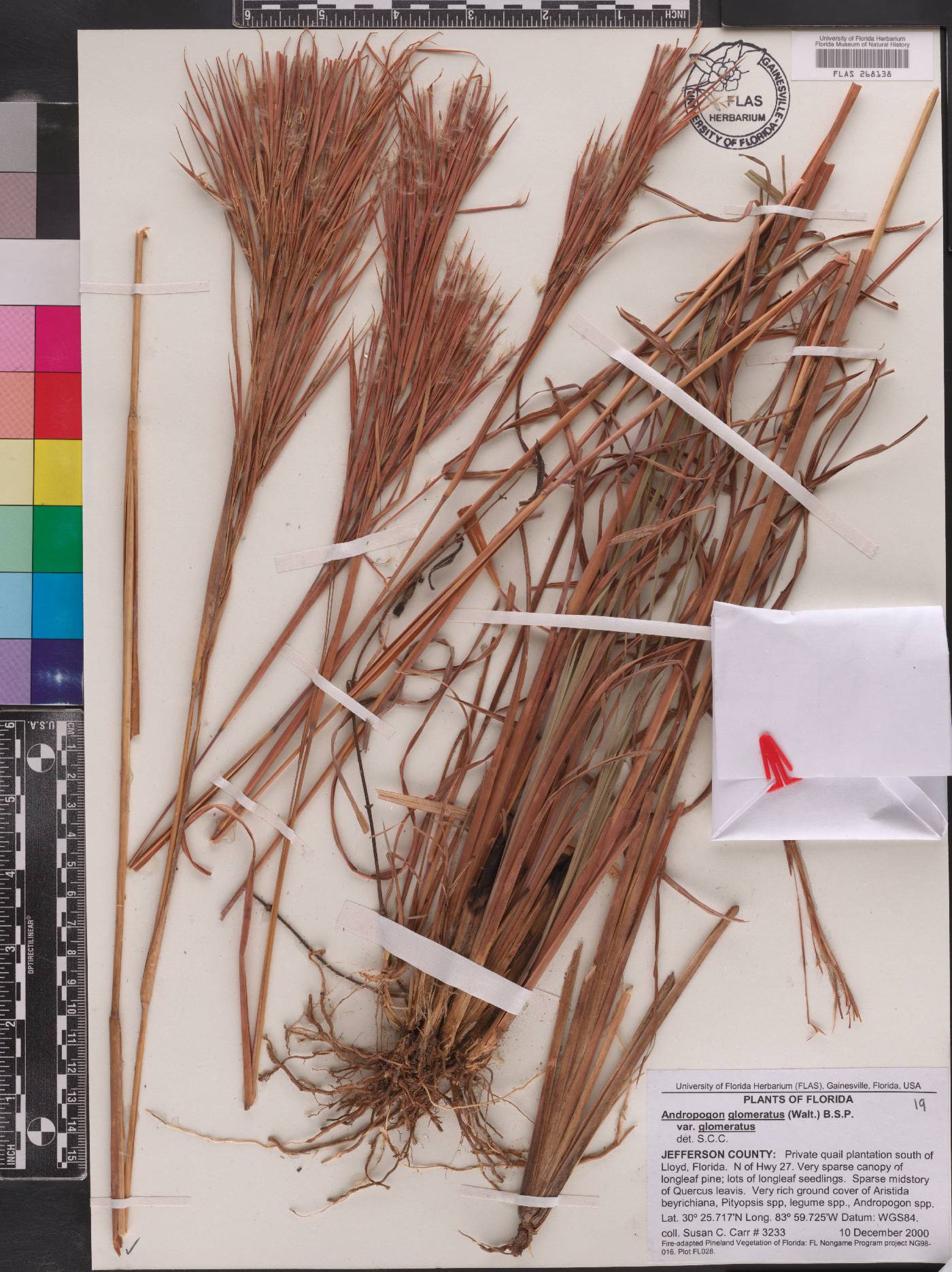 Andropogon glomeratus var. glomeratus image