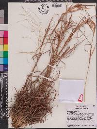 Andropogon gyrans var. gyrans image