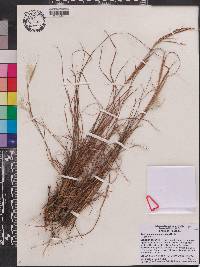 Andropogon perangustatus image