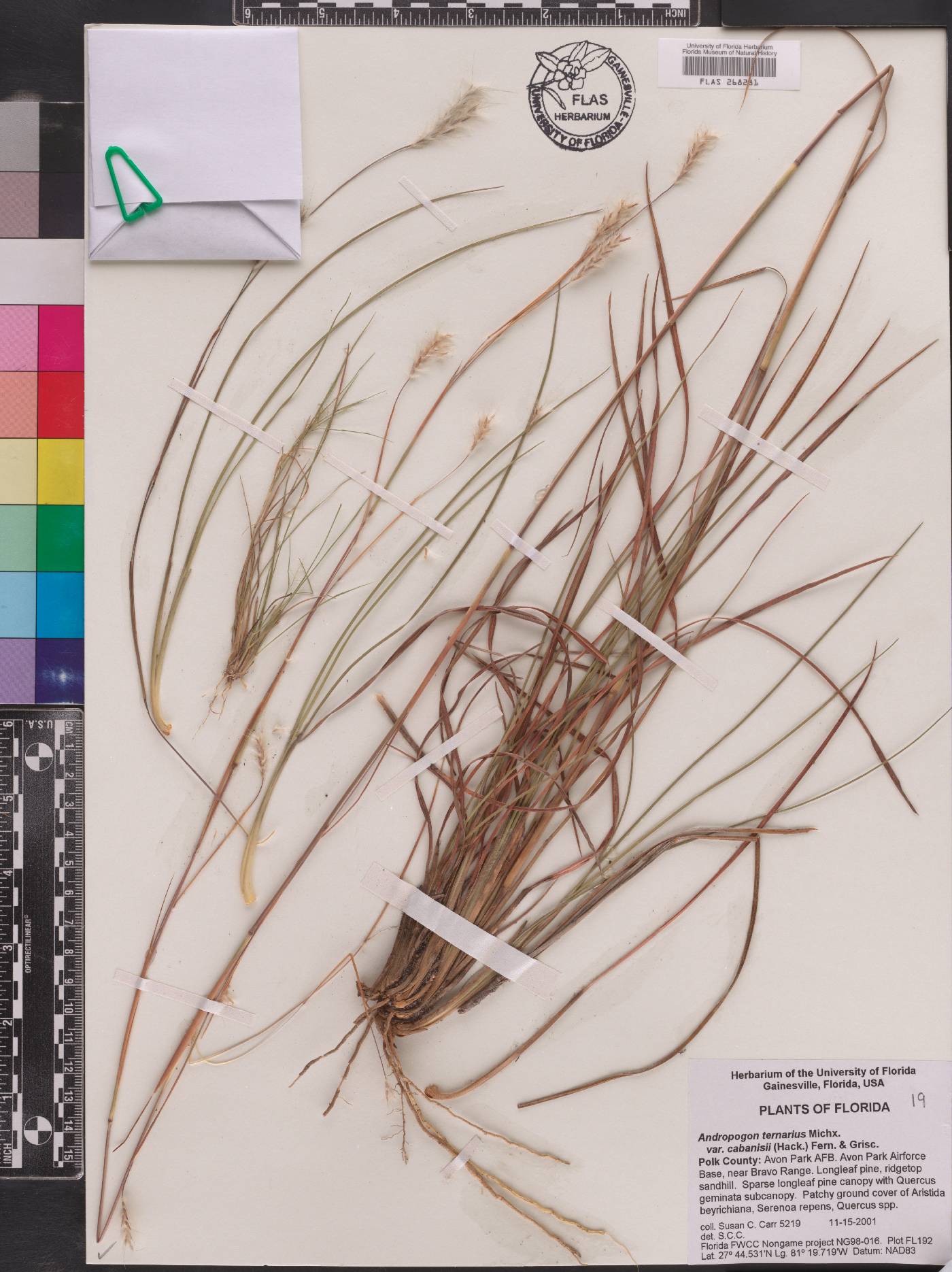 Andropogon ternarius var. cabanisii image