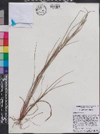 Andropogon tracyi image