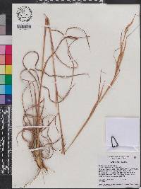 Andropogon virginicus var. decipiens image