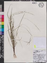 Digitaria filiformis var. filiformis image