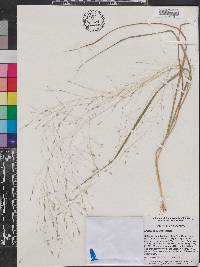 Eragrostis elliottii image