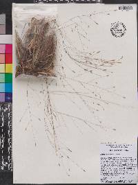 Eragrostis elliottii image