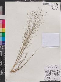 Eragrostis elliottii image