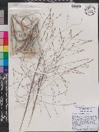 Eragrostis refracta image