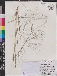 Eragrostis refracta image