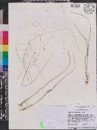Eragrostis refracta image