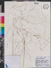 Eragrostis refracta image